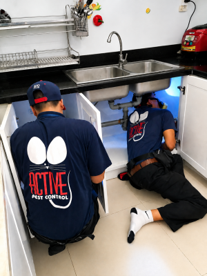 active staff doing cockroach treatment