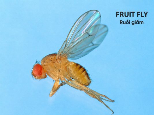 Fruit Fly